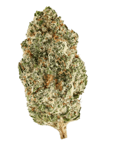 God Cherry Bud