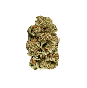 Z Kush