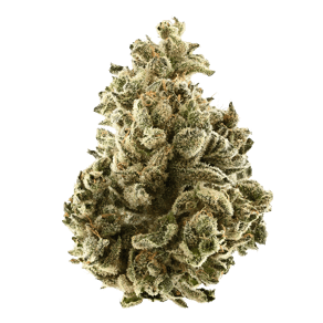 Holly Roller #11