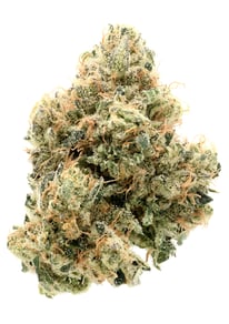 Exodus Mimosa