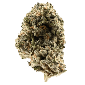 ANIMAL COOKIES × SINMINT COOKIES