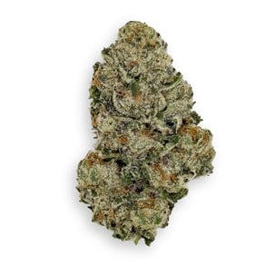 Gelato 41