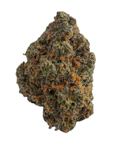 Rainbow Sherbert #11